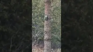 Birding two