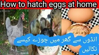 How to Hetch Eggs at home | Murghi chooze kaise nikalti hai andon se