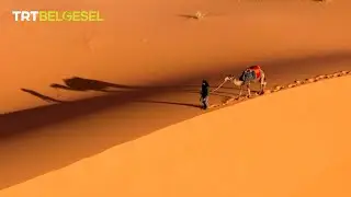 Develer neden çöldeki en iyi yol arkadaşı?