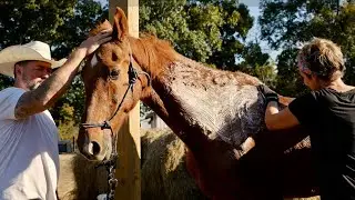 Bathing Our Horse for the First Time Since Rescue