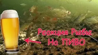 🍺 Отзыв рыбы на БЕЗАЛКОГОЛЬНОЕ ПИВО ! 🍺