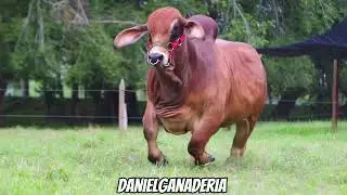 Toro Brahman Rojo 🐮🧬
