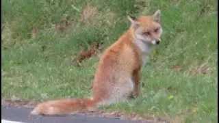 ホンドキツネ