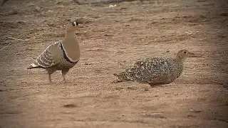 A Dusty Bird Bath