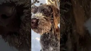 Дратхаар Лина 4 месяца 