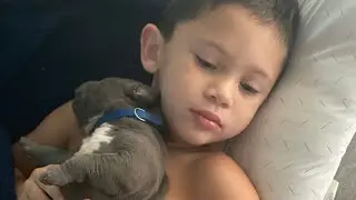Look at this transformation!!!!MASSIVE XL American Bully -A boy and his dog