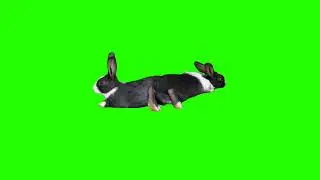 rabbit green screen animation