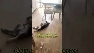 Малыш караулит миску. #собака #алхимияжизни  #судьбащенка