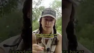 Spear Grass, evolución inteligente para mejorar su reproducción.