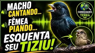 Tiziu Cantando Muito e Fêmea Macheando - Tiziu cantando de Pulo Gravado Natureza
