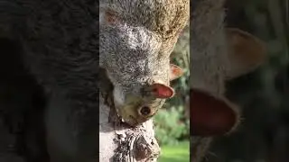 Squirrel head grey squirrel eating #animals #wildlife #shorts
