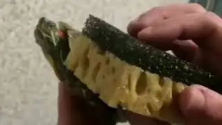Частушки про баню. Купание красноухой черепахи