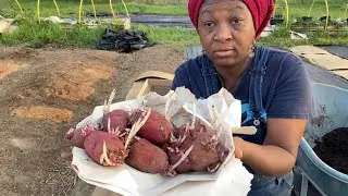 PLANTING POTATOES IN CARDBOARD BOXES