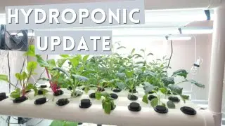 Indoor Hydroponic Vegetable Garden Update