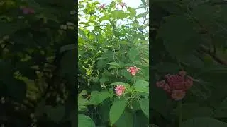 Baho baho Flower #flower #nature #naturebeauty #flowers #fypシ゚viral #ytshorts #highlights#yt #flores