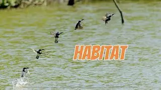HABITAT BURUNG BURUNG AIR. WP ~ VLOG #4