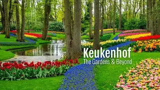 Keukenhof: The Ultimate Guide to the World's Most Beautiful Tulip Garden
