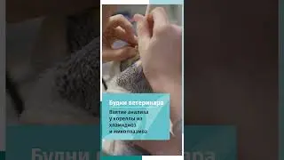 Взятие анализов у кореллы