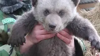 МЕДВЕЖАТА