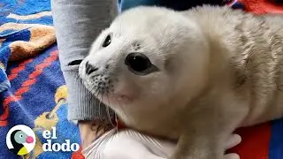 Cría de foca valiente se mejora y lleva a sus amigos de regreso a casa | El Dodo