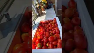 Sun-dried tomatoes 