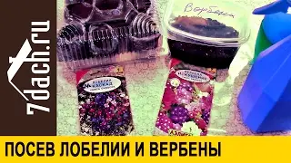 Посев лобелии и вербены на рассаду - 7 дач