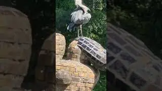 цапля и черепаха shorts