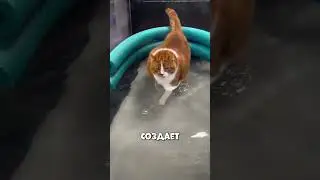 Этот метод заставляет кота худеть без боли #shorts