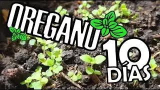 COMO SEMBRAR OREGANO DESDE SEMILLA 🌱 |  COMO GERMINAR SEMILLAS DE OREGANO