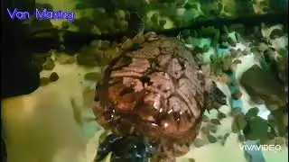 Почему у черепах возникает нервное и непонятное человеку поведение? Ответ: чего-то не хватает