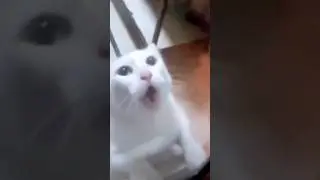 КОТ ССЫКУН 