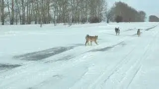 #лайка #западносибирскаялайка #воспитаниещенкалайки Воспитание щенка Лайки,выгул и перваятренировка