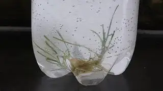 Land Grass in Aquarium