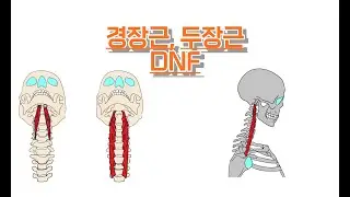 경장근,두장근/긴목근, 긴머리근/Longus colli, Longus capitis 완전 정복!