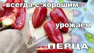 🌶️🌶️САМЫЙ ПРОСТОЙ СПОСОБ СОБРАТЬ КАЧЕСТВЕННЫЕ СЕМЕНА ПЕРЦА