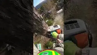 Спиливание дерева