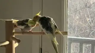 Cockatiels scritching