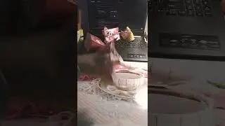 Да 13 да тупой но зато богатый!