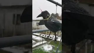 Дача как хобби. Карл на страже.