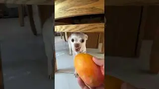 Mango kuchi kuchi🥭