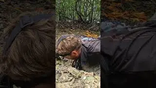 GIANT MUDCRAB Watch Its Claws!