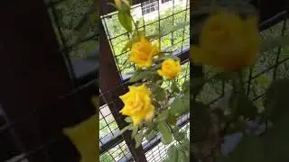 Yellow Roses at Home