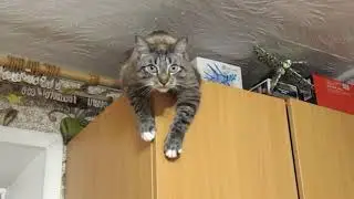 кот Лео,прыжок с шкафа