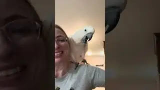 Misha's Cockatoo Crazy O'Clock Starts Early! 🦜😂 8PM Silly Time