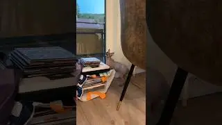 Odin has a very interesting conversation with insects ❤️🌻🐝