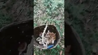 🍄 по грибы
