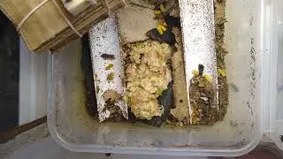 bsf update feeding