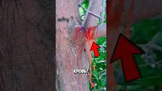 Почему Из Дерева Течёт Кровь? 😱