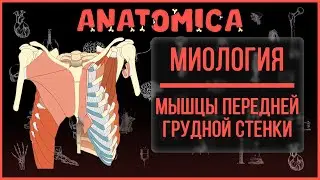 Поверхностные мышцы грудной клетки / Большая грудная мышца / Миология