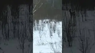Косули, д. Буболево, карьер 11.03.2023г.